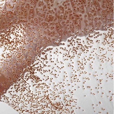 Masque facial d'algue naturelle de la marque de distributeur 100% éclairant le masque anti-vieillissement d'algue de collagène